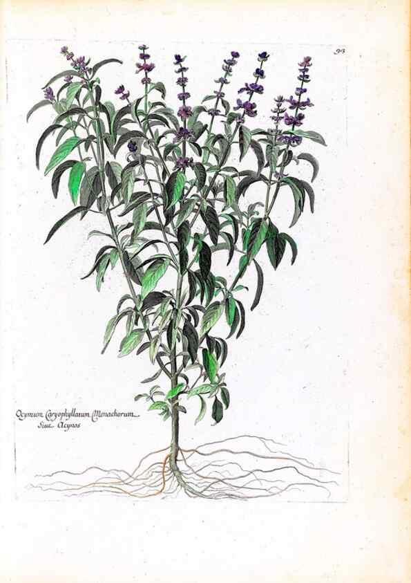 Reproducción/Reproduction 48584174201: [Recueil des plantes dessinées et gravées par ordre du roi Louis XIV].. Paris :Impr. royale,1786. 