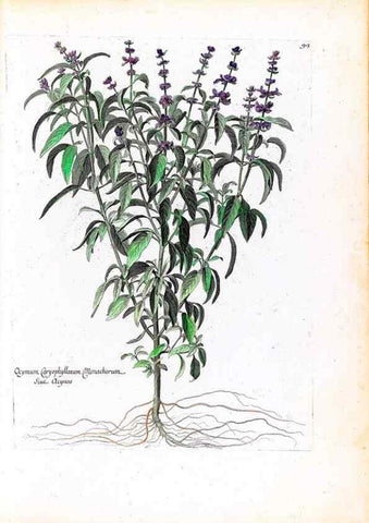 Reproducción/Reproduction 48584174201: [Recueil des plantes dessinées et gravées par ordre du roi Louis XIV].. Paris :Impr. royale,1786. 