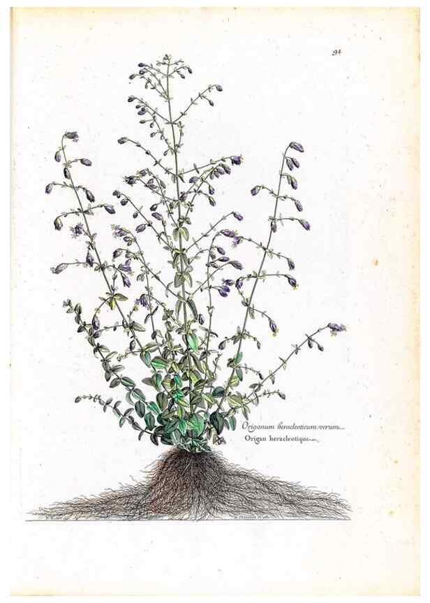 Reproducción/Reproduction 48584322167: [Recueil des plantes dessinées et gravées par ordre du roi Louis XIV].. Paris :Impr. royale,1786. 