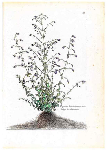 Reproducción/Reproduction 48584322167: [Recueil des plantes dessinées et gravées par ordre du roi Louis XIV].. Paris :Impr. royale,1786. 
