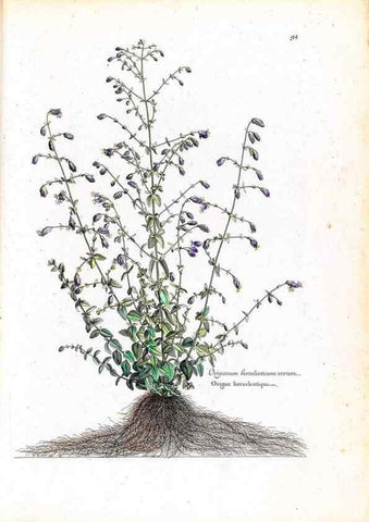 Reproducción/Reproduction 48584322167: [Recueil des plantes dessinées et gravées par ordre du roi Louis XIV].. Paris :Impr. royale,1786. 
