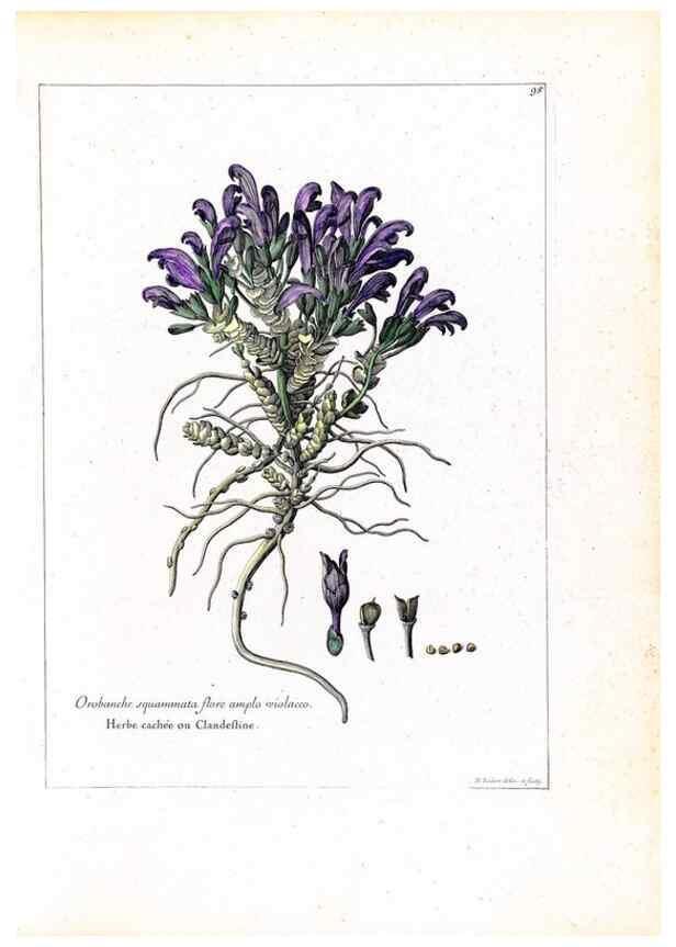 Reproducción/Reproduction 48584175321: [Recueil des plantes dessinées et gravées par ordre du roi Louis XIV].. Paris :Impr. royale,1786. 