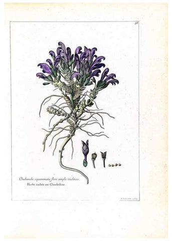 Reproducción/Reproduction 48584175321: [Recueil des plantes dessinées et gravées par ordre du roi Louis XIV].. Paris :Impr. royale,1786. 