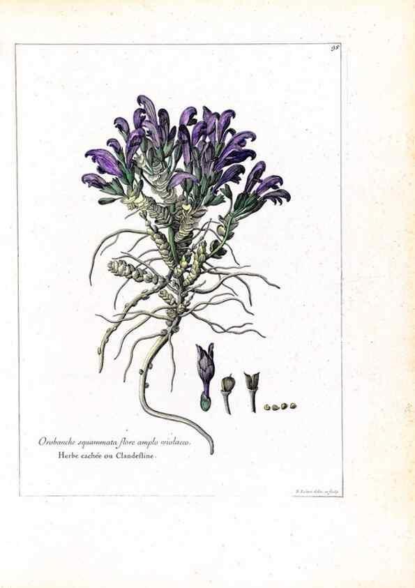 Reproducción/Reproduction 48584175321: [Recueil des plantes dessinées et gravées par ordre du roi Louis XIV].. Paris :Impr. royale,1786. 