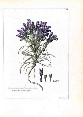 Reproducción/Reproduction 48584175321: [Recueil des plantes dessinées et gravées par ordre du roi Louis XIV].. Paris :Impr. royale,1786. 