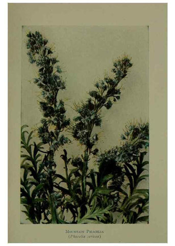 Reproducción/Reproduction 48593998912: Wild flowers of the North American mountains /. New York :R.M. McBride,1915.. 