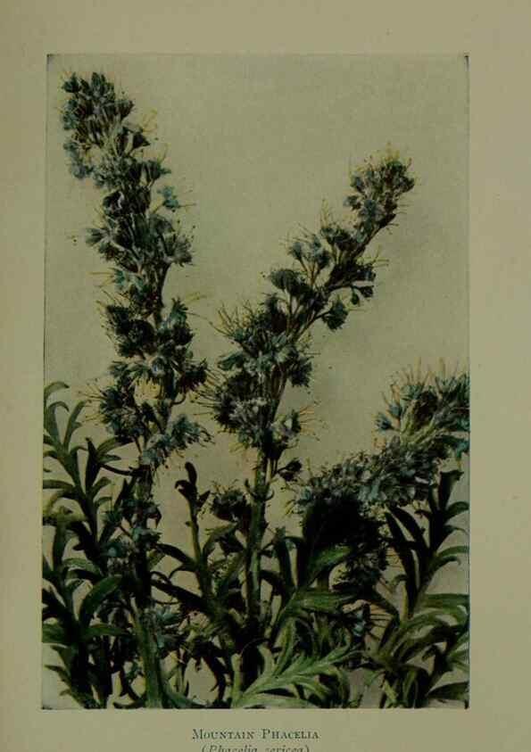 Reproducción/Reproduction 48593998912: Wild flowers of the North American mountains /. New York :R.M. McBride,1915.. 