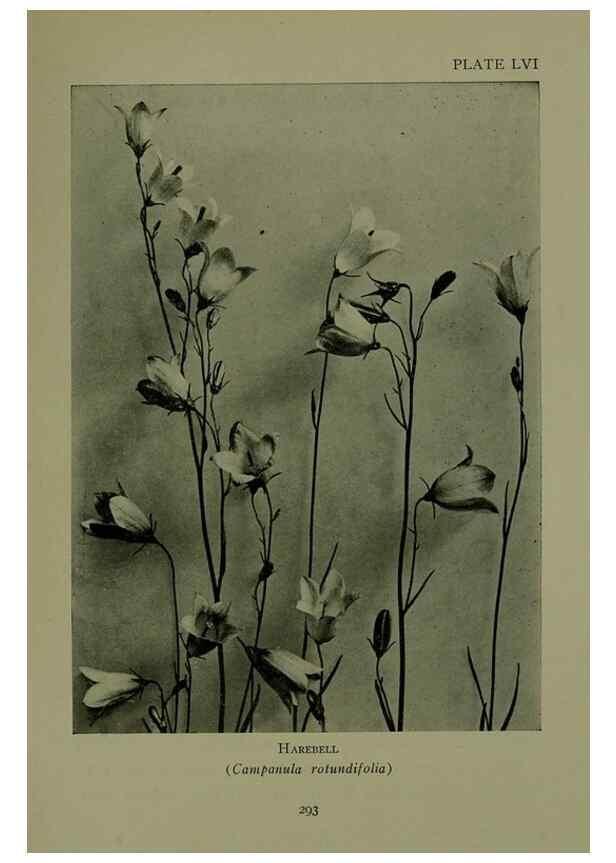 Reproducción/Reproduction 48593858891: Wild flowers of the North American mountains /. New York :R.M. McBride,1915.. 