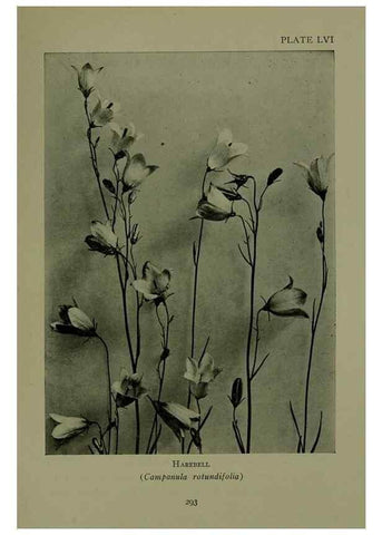 Reproducción/Reproduction 48593858891: Wild flowers of the North American mountains /. New York :R.M. McBride,1915.. 