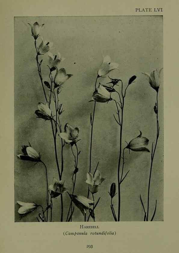 Reproducción/Reproduction 48593858891: Wild flowers of the North American mountains /. New York :R.M. McBride,1915.. 