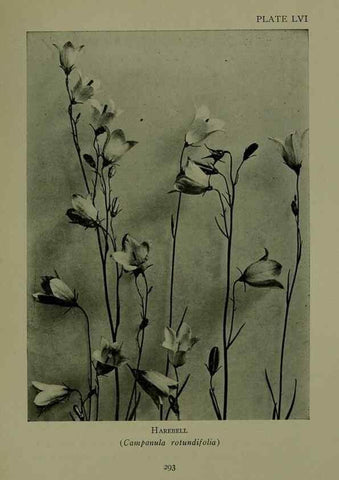 Reproducción/Reproduction 48593858891: Wild flowers of the North American mountains /. New York :R.M. McBride,1915.. 