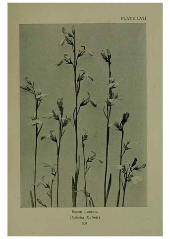 Reproducción/Reproduction 48593859276: Wild flowers of the North American mountains /. New York :R.M. McBride,1915.. 
