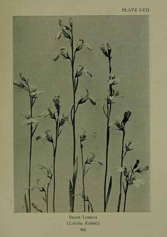 Reproducción/Reproduction 48593859276: Wild flowers of the North American mountains /. New York :R.M. McBride,1915.. 