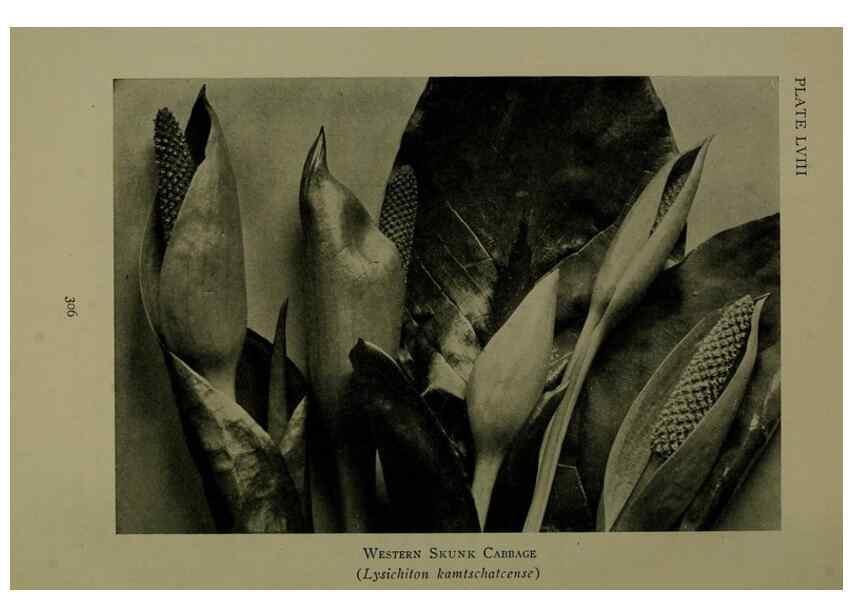 Reproducción/Reproduction 48593859731: Wild flowers of the North American mountains /. New York :R.M. McBride,1915.. 