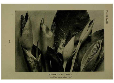 Reproducción/Reproduction 48593859731: Wild flowers of the North American mountains /. New York :R.M. McBride,1915.. 