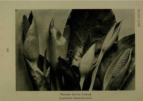 Reproducción/Reproduction 48593859731: Wild flowers of the North American mountains /. New York :R.M. McBride,1915.. 