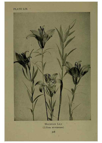 Reproducción/Reproduction 48594000482: Wild flowers of the North American mountains /. New York :R.M. McBride,1915.. 