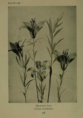 Reproducción/Reproduction 48594000482: Wild flowers of the North American mountains /. New York :R.M. McBride,1915.. 
