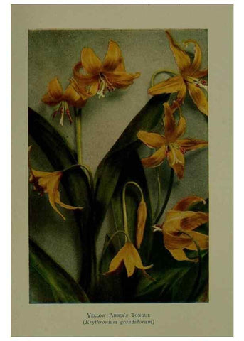 Reproducción/Reproduction 48593860456: Wild flowers of the North American mountains /. New York :R.M. McBride,1915.. 