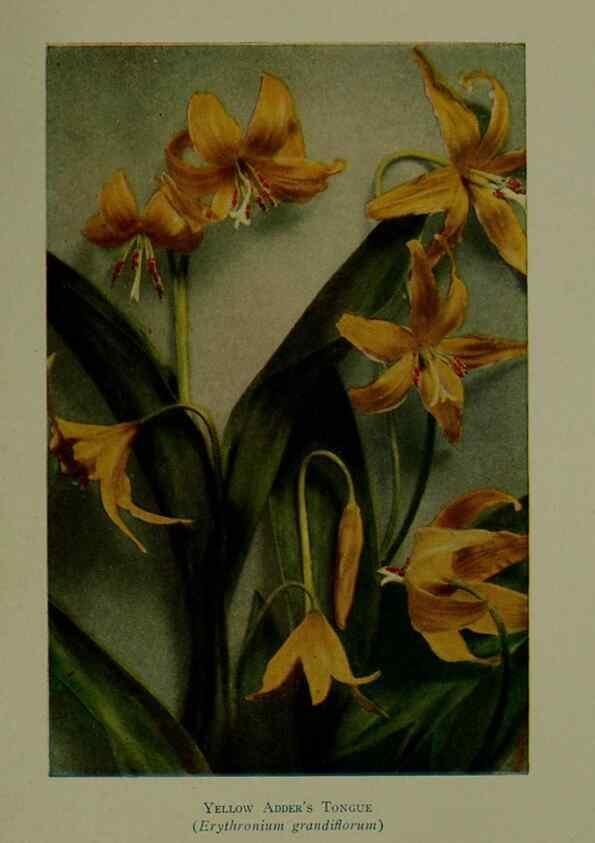 Reproducción/Reproduction 48593860456: Wild flowers of the North American mountains /. New York :R.M. McBride,1915.. 