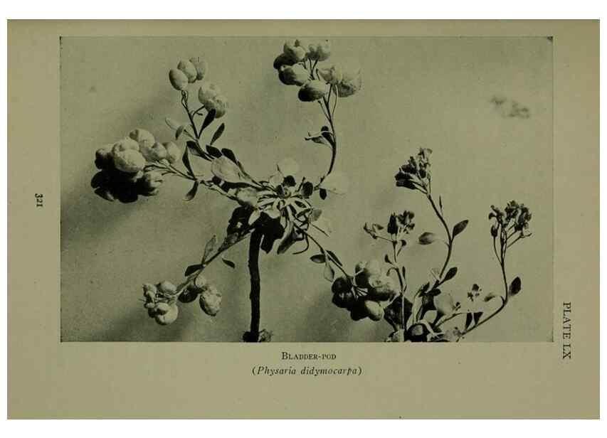 Reproducción/Reproduction 48593860941: Wild flowers of the North American mountains /. New York :R.M. McBride,1915.. 