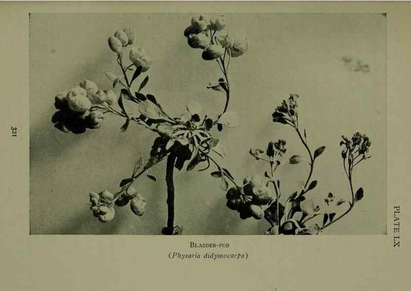 Reproducción/Reproduction 48593860941: Wild flowers of the North American mountains /. New York :R.M. McBride,1915.. 