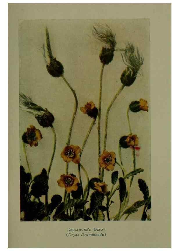 Reproducción/Reproduction 48594001812: Wild flowers of the North American mountains /. New York :R.M. McBride,1915.. 