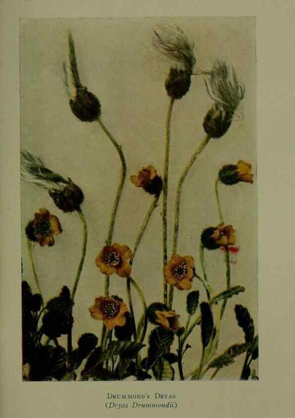 Reproducción/Reproduction 48594001812: Wild flowers of the North American mountains /. New York :R.M. McBride,1915.. 