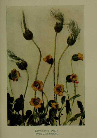 Reproducción/Reproduction 48594001812: Wild flowers of the North American mountains /. New York :R.M. McBride,1915.. 
