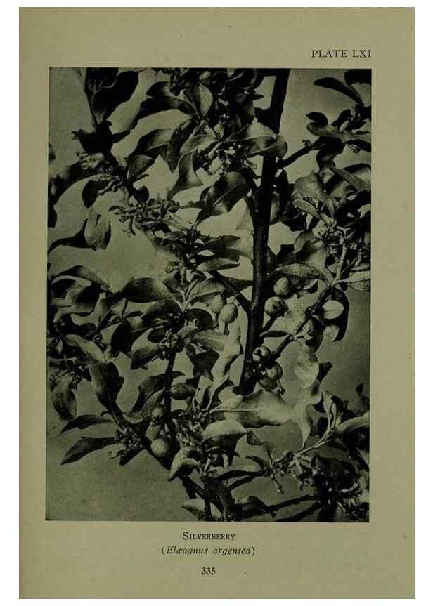 Reproducción/Reproduction 48593861871: Wild flowers of the North American mountains /. New York :R.M. McBride,1915.. 