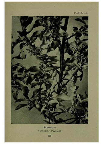 Reproducción/Reproduction 48593861871: Wild flowers of the North American mountains /. New York :R.M. McBride,1915.. 