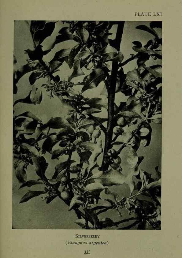 Reproducción/Reproduction 48593861871: Wild flowers of the North American mountains /. New York :R.M. McBride,1915.. 