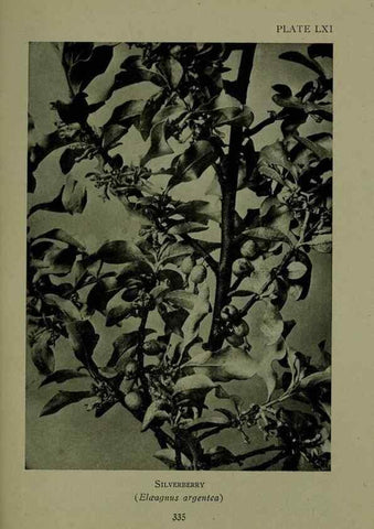 Reproducción/Reproduction 48593861871: Wild flowers of the North American mountains /. New York :R.M. McBride,1915.. 