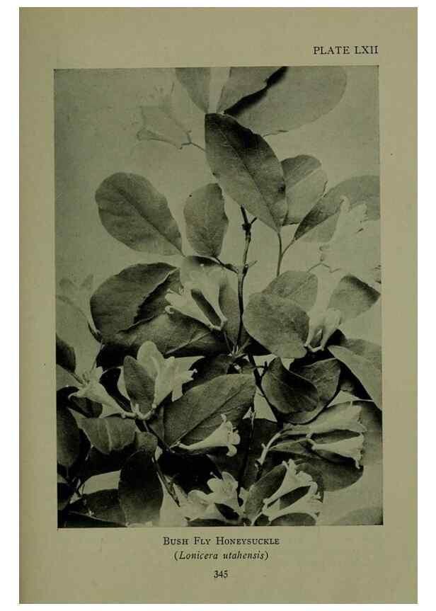 Reproducción/Reproduction 48594002722: Wild flowers of the North American mountains /. New York :R.M. McBride,1915.. 