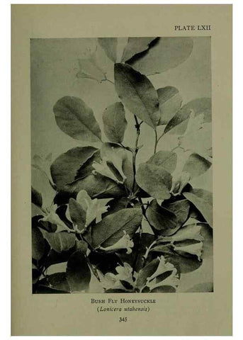 Reproducción/Reproduction 48594002722: Wild flowers of the North American mountains /. New York :R.M. McBride,1915.. 