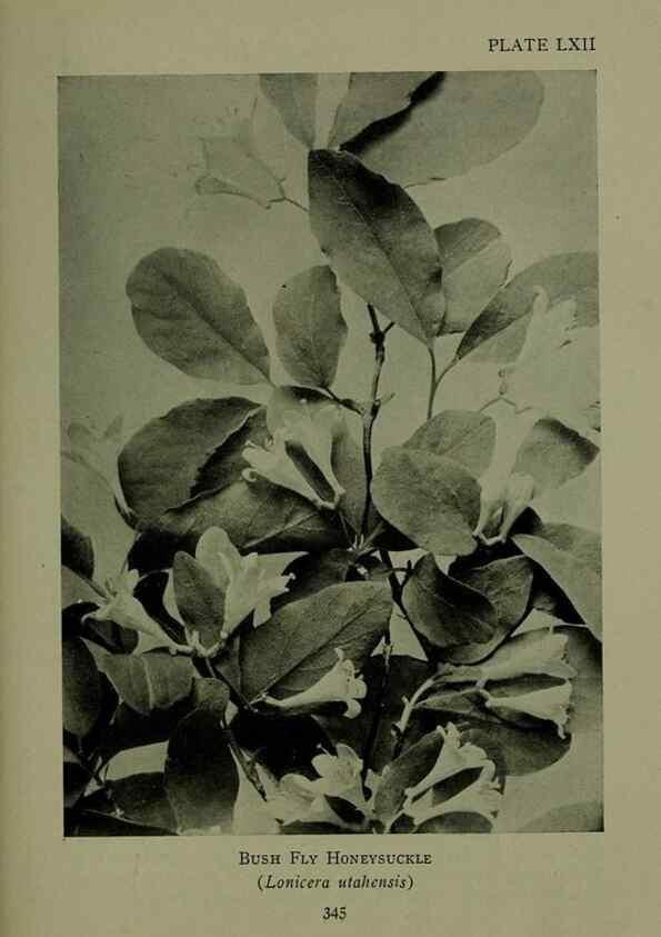 Reproducción/Reproduction 48594002722: Wild flowers of the North American mountains /. New York :R.M. McBride,1915.. 