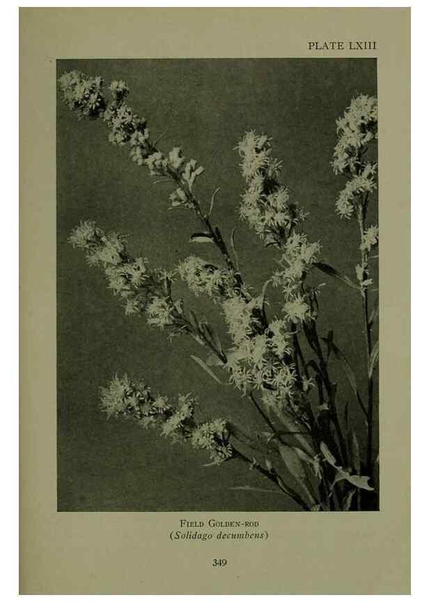Reproducción/Reproduction 48594003167: Wild flowers of the North American mountains /. New York :R.M. McBride,1915.. 