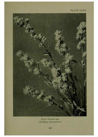 Reproducción/Reproduction 48594003167: Wild flowers of the North American mountains /. New York :R.M. McBride,1915.. 
