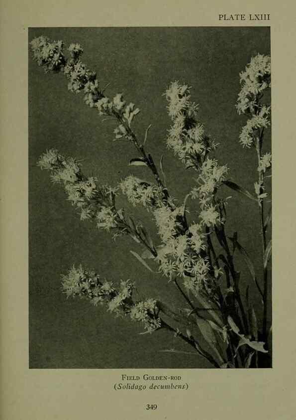 Reproducción/Reproduction 48594003167: Wild flowers of the North American mountains /. New York :R.M. McBride,1915.. 