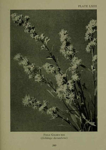 Reproducción/Reproduction 48594003167: Wild flowers of the North American mountains /. New York :R.M. McBride,1915.. 