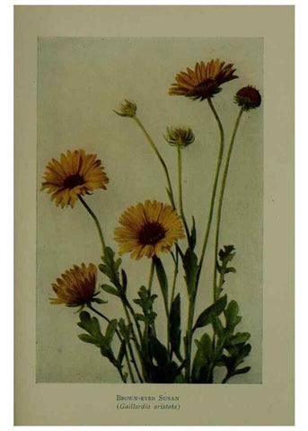 Reproducción/Reproduction 48593863101: Wild flowers of the North American mountains /. New York :R.M. McBride,1915.. 
