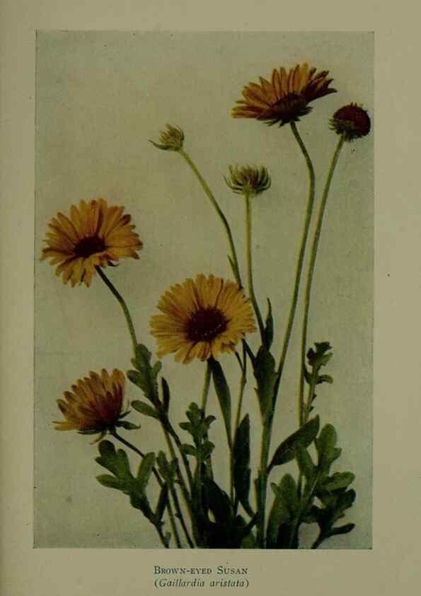 Reproducción/Reproduction 48593863101: Wild flowers of the North American mountains /. New York :R.M. McBride,1915.. 