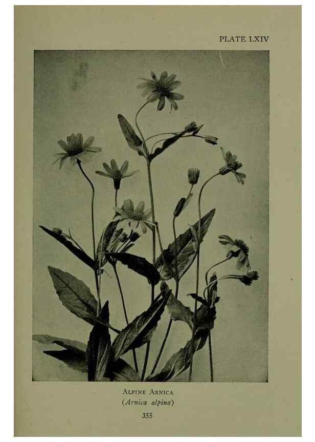Reproducción/Reproduction 48593863446: Wild flowers of the North American mountains /. New York :R.M. McBride,1915.. 