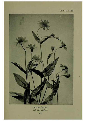 Reproducción/Reproduction 48593863446: Wild flowers of the North American mountains /. New York :R.M. McBride,1915.. 