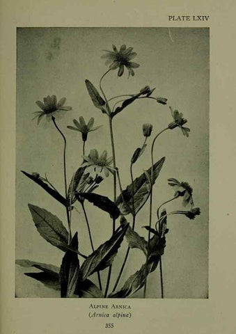 Reproducción/Reproduction 48593863446: Wild flowers of the North American mountains /. New York :R.M. McBride,1915.. 