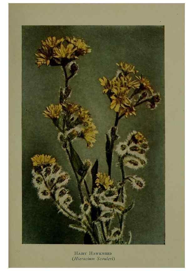 Reproducción/Reproduction 48594004512: Wild flowers of the North American mountains /. New York :R.M. McBride,1915.. 
