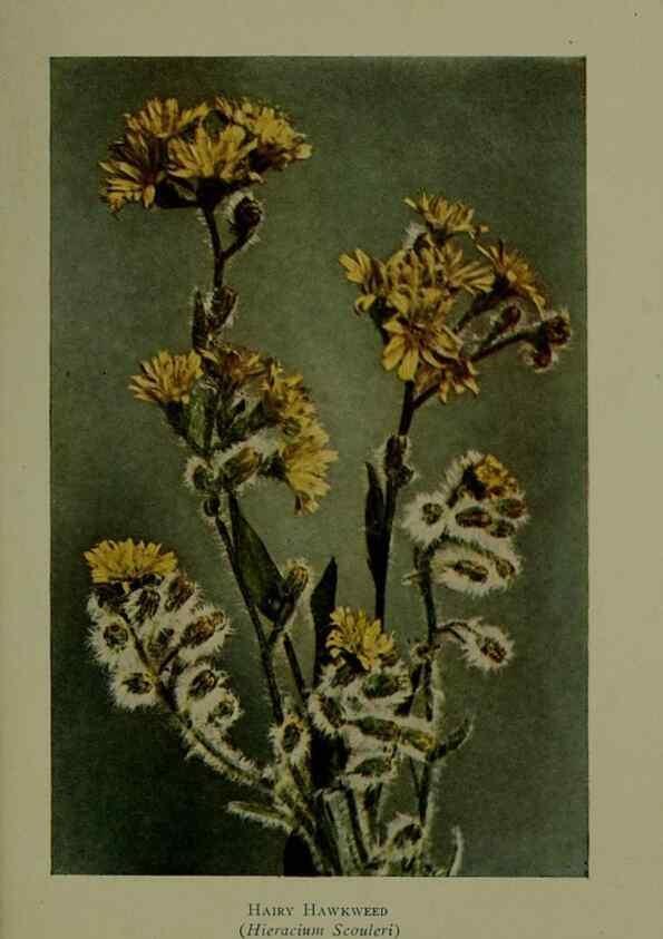 Reproducción/Reproduction 48594004512: Wild flowers of the North American mountains /. New York :R.M. McBride,1915.. 