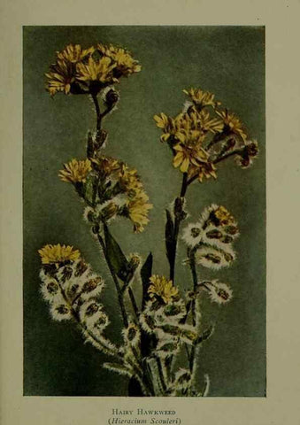 Reproducción/Reproduction 48594004512: Wild flowers of the North American mountains /. New York :R.M. McBride,1915.. 