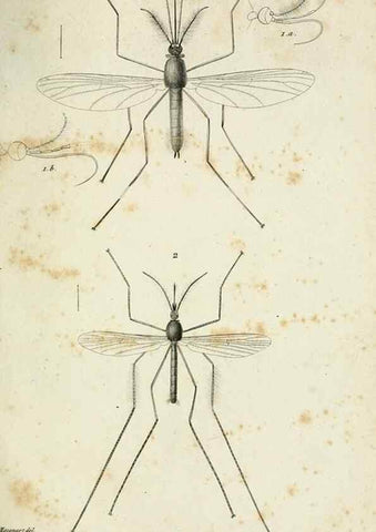 Reproducción/Reproduction 48601984522: Diptères exotiques nouveaux ou peu connus. Paris :Roret,1838-[43]. 