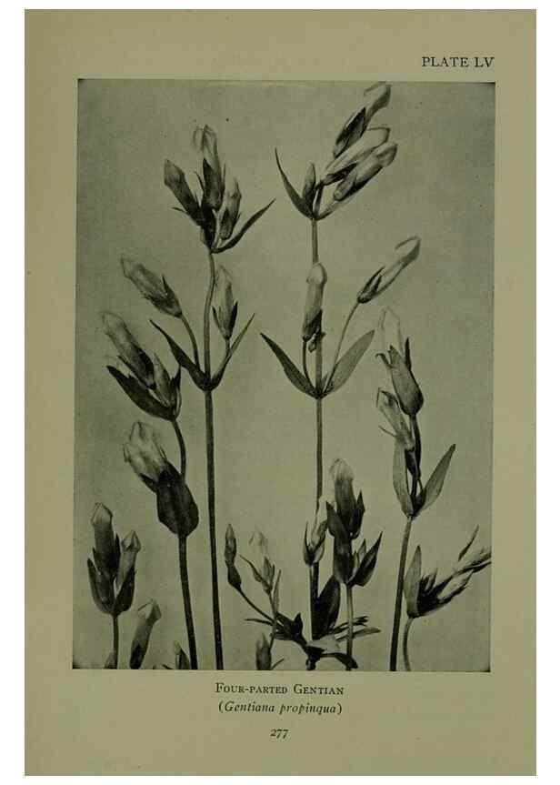 Reproducción/Reproduction 48593998232: Wild flowers of the North American mountains /. New York :R.M. McBride,1915.. 